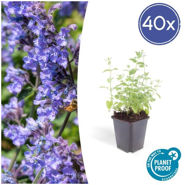 40 Bloeiende Borderplanten Nepeta 'Six Hills Giant' - ca. 15cm hoog - Paars/Blauw