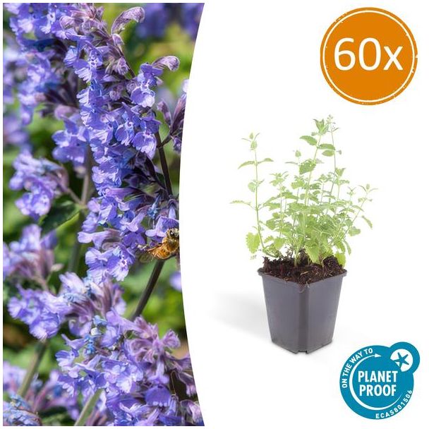60 Bloeiende Nepeta tuinplanten - Kattenkruid 60x - ca. 15cm hoog