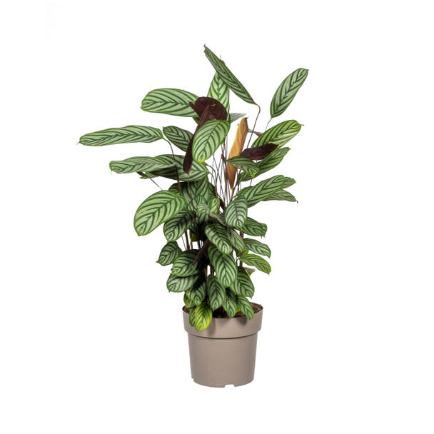 Calathea Oppenheimiana Ø24cm - ↕80 - 100cm