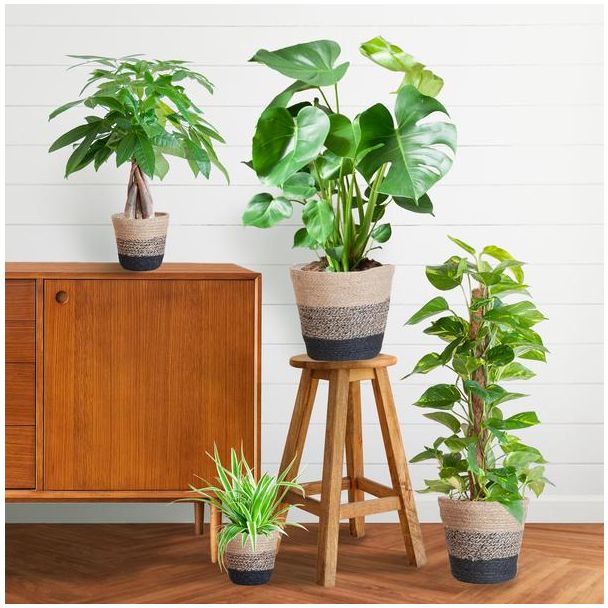 De Makkelijke Plantenbox bevat 4 Sterke Planten, Potmaat 12 tot 21cm, Hoogte varieert van 25 tot 80cm