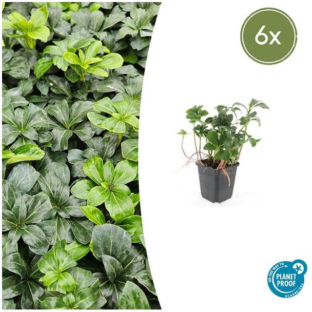 6x Pachysandra terminalis 'Green Sheen' - 6 Borderplanten / Bodembedekkers  ↕10-25cm