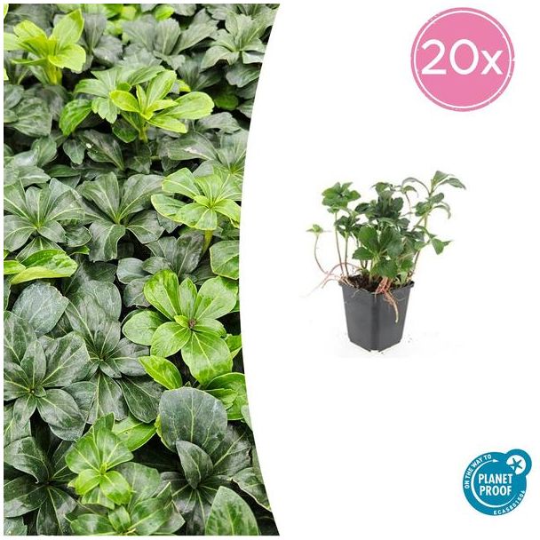 20 Altijd groene borderplanten Pachysandra (Dikkemanskruid) ↕10-25cm