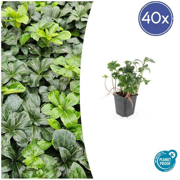40x Schaduwkruid / Dikkemanskruid / Pachysandra ↕10-25cm