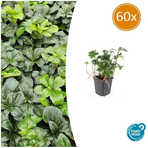60 stuks Schaduwkruid - Tuinplanten voor in de schaduw - Pachysandra ↕10-25cm