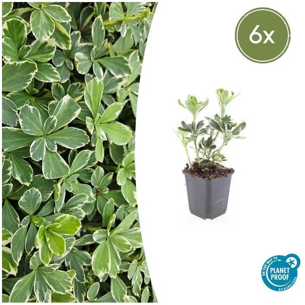 6 Bodembedekkers schaduw - Pachysandra terminalis 'Variegata' ↕10-25cm | Dikkemanskruid winterhard