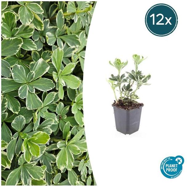 12 Bodembedekkers schaduw - Pachysandra terminalis 'Variegata' ↕10-25cm | Dikkemanskruid winterhard