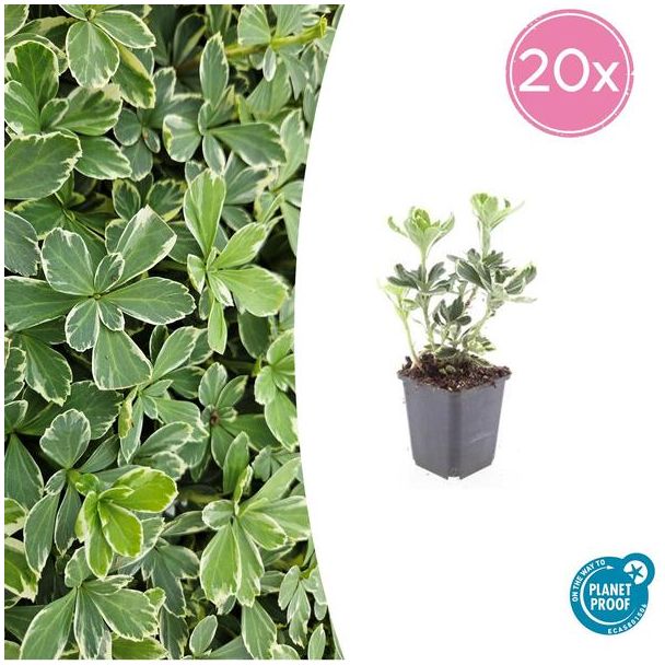 20 Bodembedekkers schaduw - Pachysandra terminalis 'Variegata' ↕10-25cm | Dikkemanskruid winterhard