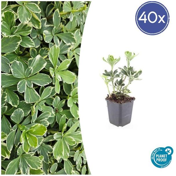 40 Bodembedekkers schaduw - Pachysandra terminalis 'Variegata' ↕10-25cm | Dikkemanskruid winterhard