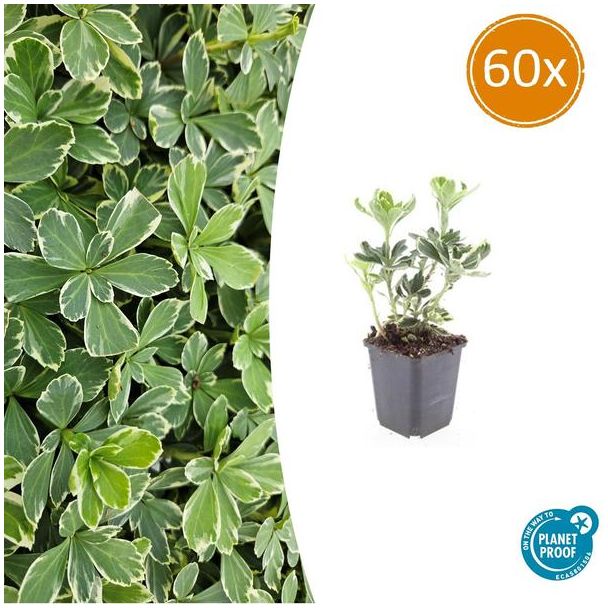 60 Bodembedekkers schaduw - Pachysandra terminalis 'Variegata' ↕10-25cm | Dikkemanskruid winterhard