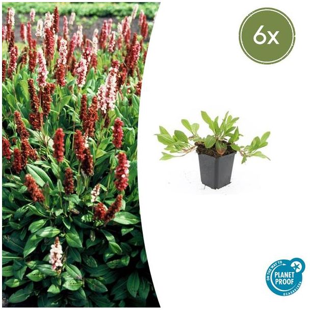 Persicaria affinis. 'Darjeeling Red' - 6 stuks - interessante bodembedekker