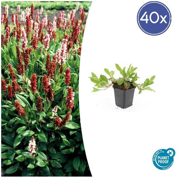 Persicaria affinis 'Darjeeling Red' - 40 Planten - Winterharde vaste plant