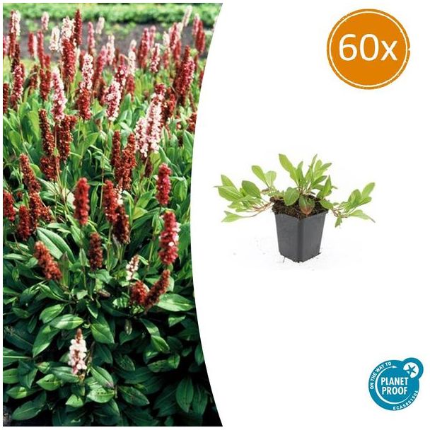 Duizendknoop 'Darjeeling Red' 60x - Winterharde Bodembedekker rood-roze en groen
