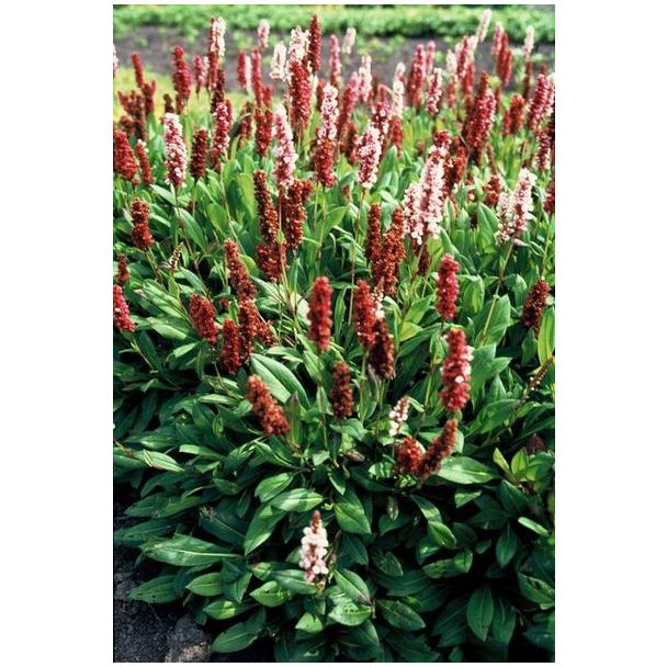Beeld