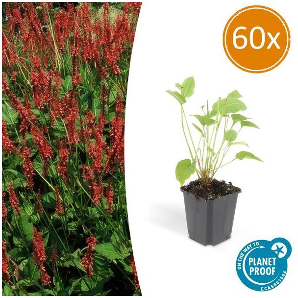 60x Persicaria amplexicaulis - ↕25cm - Ø9cm  rode duizendknoop - borderplant