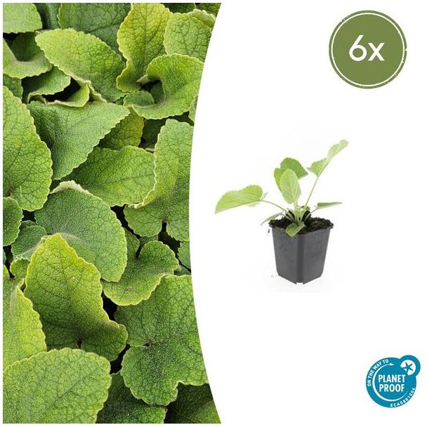 6 Brandkruid buitenplanten - Phlomis russeliana bodemdekker - ca. 15 cm hoog