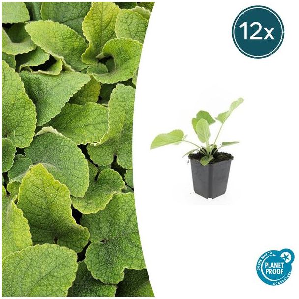 12x Brandkruid Bodembedekker - Phlomis russeliana - Droogtetolerant & Onderhoudsarm