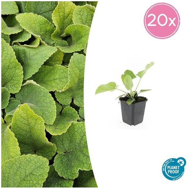 Phlomis russeliana - Brandkruid - Winterharde Bodembedekker 20 stuks - ca. 15cm hoog