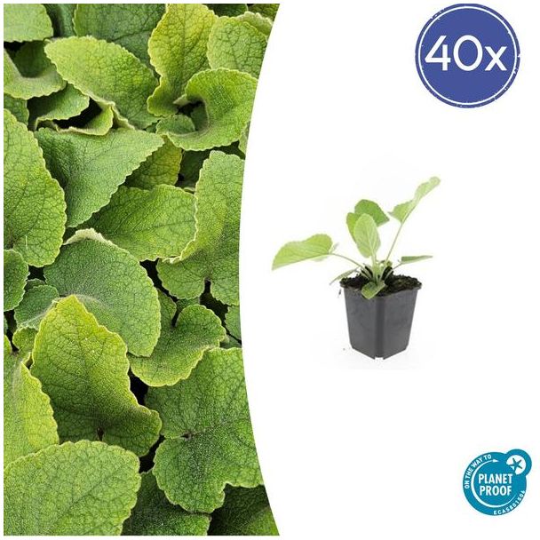 40 stuks Phlomis russeliana / Brandkruid - 10-25cm hoog - lichtgele bloemen bij bloei