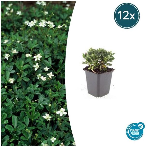 Bodembedekker met kleine bladeren - 12 stuks Potentilla tridentata 'Nuuk' - ↕10-25cm