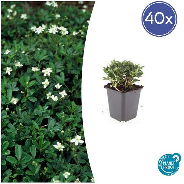 40x Ganzerik - Altijd groene tuinplanten / bodembedekkers - ca. 10 cm hoog - Ø9cm
