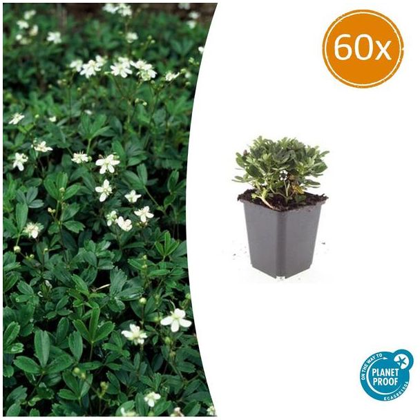60 Potentilla buitenplanten - ↕10-25cm - Potentilla tridentata 'Nuuk'
