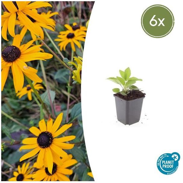 6x zonnehoed buitenplanten - Tuinplant met Gele bloemen - ↕10-25cm - Rudbeckia
