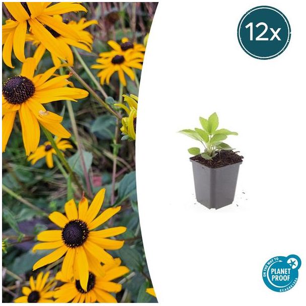 12x Zonnehoed 'Goldsturm' - Rudbeckia fulgida 'Goldsturm' - ↕10-25cm