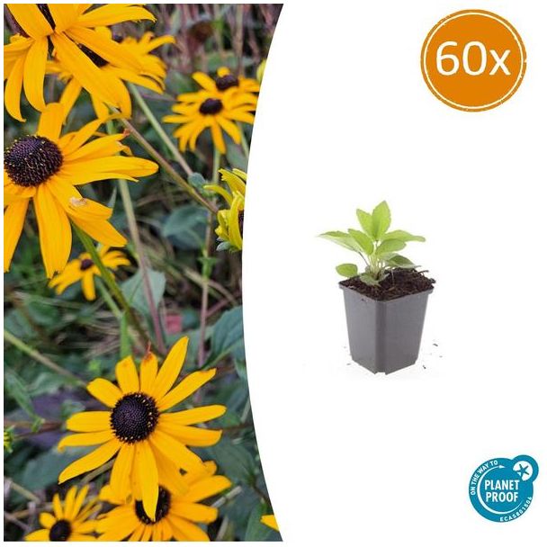 60 Maal Zonnehoed 'Goldsturm' (Rudbeckia fulgida 'Goldsturm') - ↕10-25cm