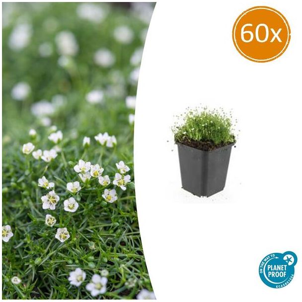 60 maal Iers moss - Een laagblijvende grondbedekker 4cm hoog - Sagina subulate