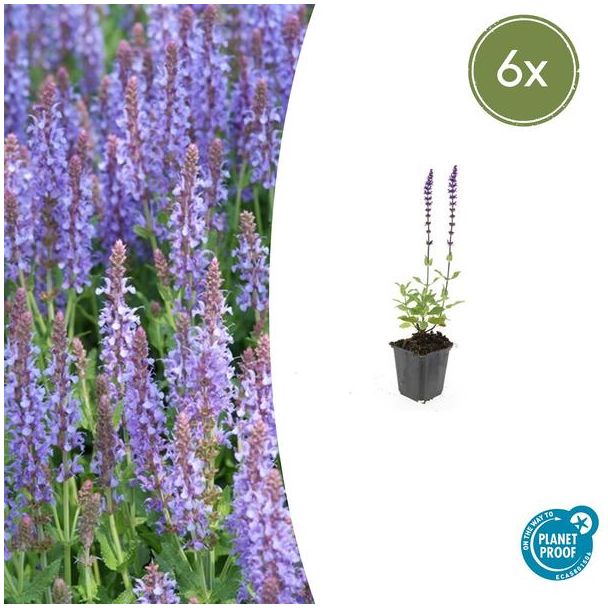 6 stuks Salvia nemorosa 'Caradonna' - Bloeiende tuinplant paars - ↕10-25cm