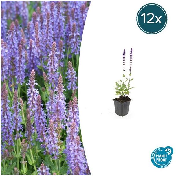 12 Salie planten - 12x Salvia 'Caradonna' - ↕10-25cm - Paars