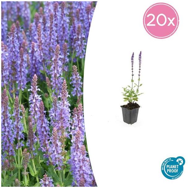 Salvia nem. 'Caradonna' 20 stuks - Bloeiende tuinplanten Paars - ↕10-25cm