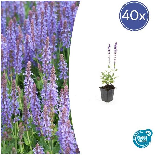 Paarse Tuinplanten 40 maal - Salvia nemorosa 'Caradonna' ↕10-25cm