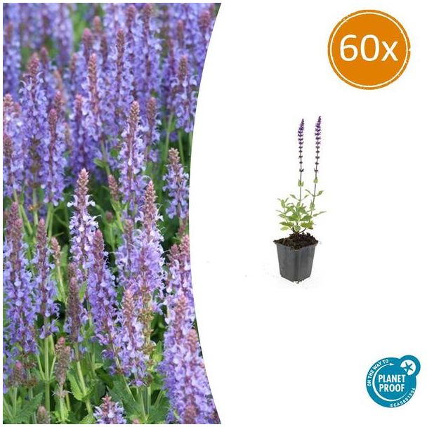 60 stuks Salvia nemorosa 'Caradonna' - Vatse tuinplanten in dieppaarse kleur ↕10-25cm