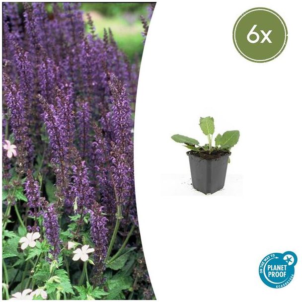 6x Salvia nemorosa 'Mainacht' - Bloeiende Borderplanten winterhard ↕10-25cm