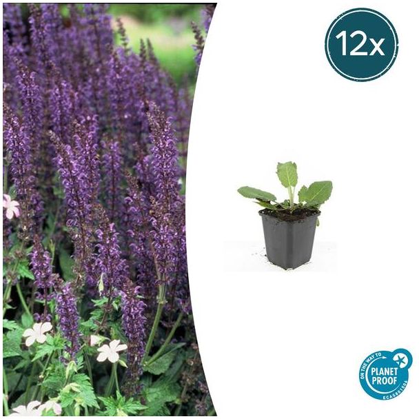 12x borderplanten vaste plant - Bossalie / Salvia nemorosa 'Mainacht'