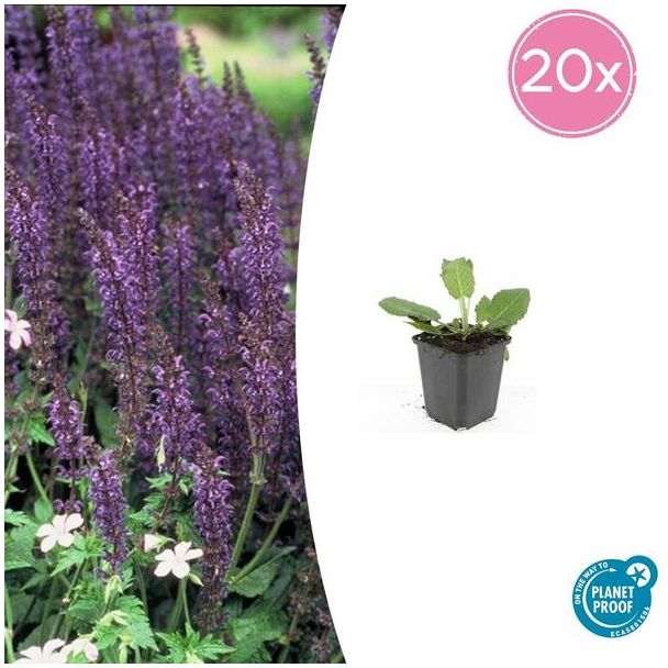 Salie 'Mainacht' | 20 stuks | Bloeiende tuinplanten paars / blauw
