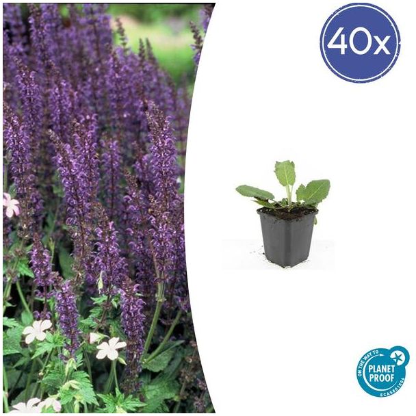 40 Tuinplanten met bloemen | Salvia nemorosa 'Mainacht' | Bloeiende borderplanten