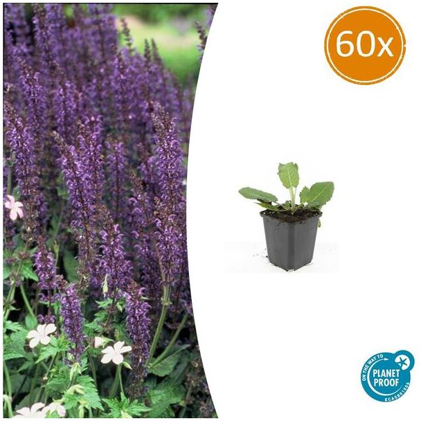 60x Bossalie - Blauwpaarse Bloemenpracht voor een Levendige Border