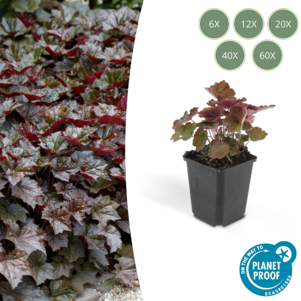 6 tot 60 Stuks Sierlijk PaasKlokje, Diep Paars/Brons Blad, Bodembedekker, Heuchera mic.  Palace Purple  - ↕10-25cm - Ø9cm