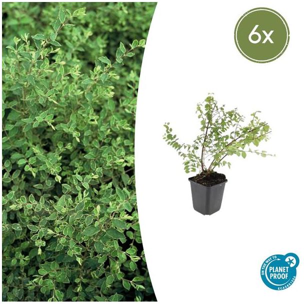 6 Stuks, De Sneeuwbes, Sierstruik, witte Bessen, Symphoricarpos ch.  Hancock  - ↕10-25cm - Ø9cm