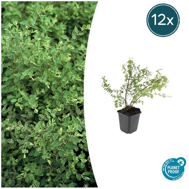12 Stuks, De Sneeuwbes, Sierstruik, witte Bessen, Symphoricarpos ch.  Hancock  - ↕10-25cm - Ø9cm