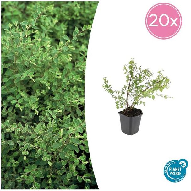 20 Stuks, De Sneeuwbes, Sierstruik, witte Bessen, Symphoricarpos ch.  Hancock  - ↕10-25cm - Ø9cm