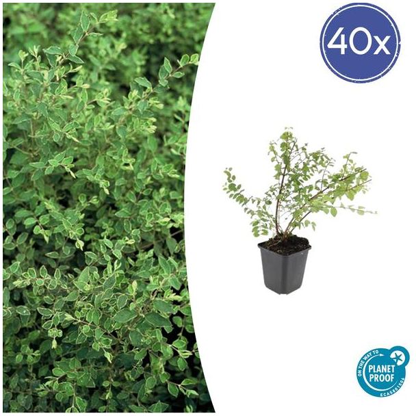 40 Stuks, De Sneeuwbes, Sierstruik, witte Bessen, Symphoricarpos ch.  Hancock  - ↕10-25cm - Ø9cm