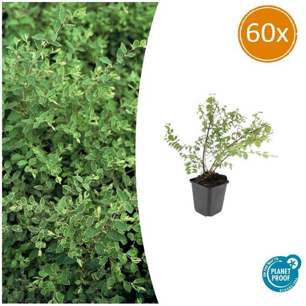 60 Stuks, De Sneeuwbes, Sierstruik, witte Bessen, Symphoricarpos ch.  Hancock  - ↕10-25cm - Ø9cm