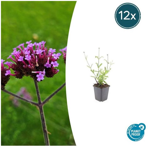 12 Stuks Verbena bonariensis Lollipop, Vaste Plant met rechte stelen en levendige Paarse Bloemen, Speels effect ↕10-25cm - Ø9cm