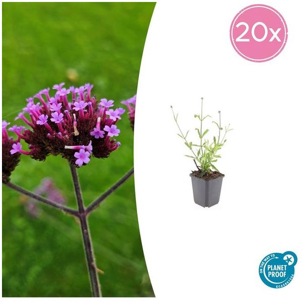 20 Stuks Verbena bonariensis Lollipop , Vaste Plant met rechte stelen en levendige Paarse Bloemen, Speels effect - ↕10-25cm - Ø9cm