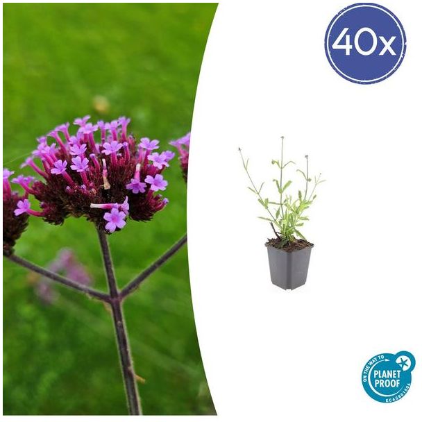 40 Stuks Verbena bonariensis Lollipop, Vaste Plant met rechte stelen en levendige Paarse Bloemen, Speels effect - ↕10-25cm - Ø9cm