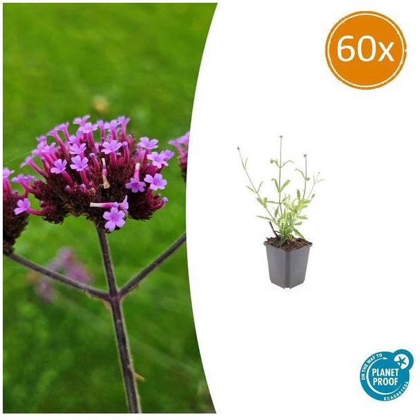 60 Stuks Verbena bonariensis lolliepop, Vaste Plant met rechte stelen en levendige Paarse Bloemen, Speels effect - ↕10-25cm - Ø9cm