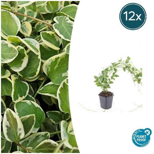 12 Stuks Grote Maagdenpalm Variegata, Sierlijk Blad met Cremige Rand, Lila-Paarse  Bloemen, Vinca Major  - ↕10-25cm - Ø9cm